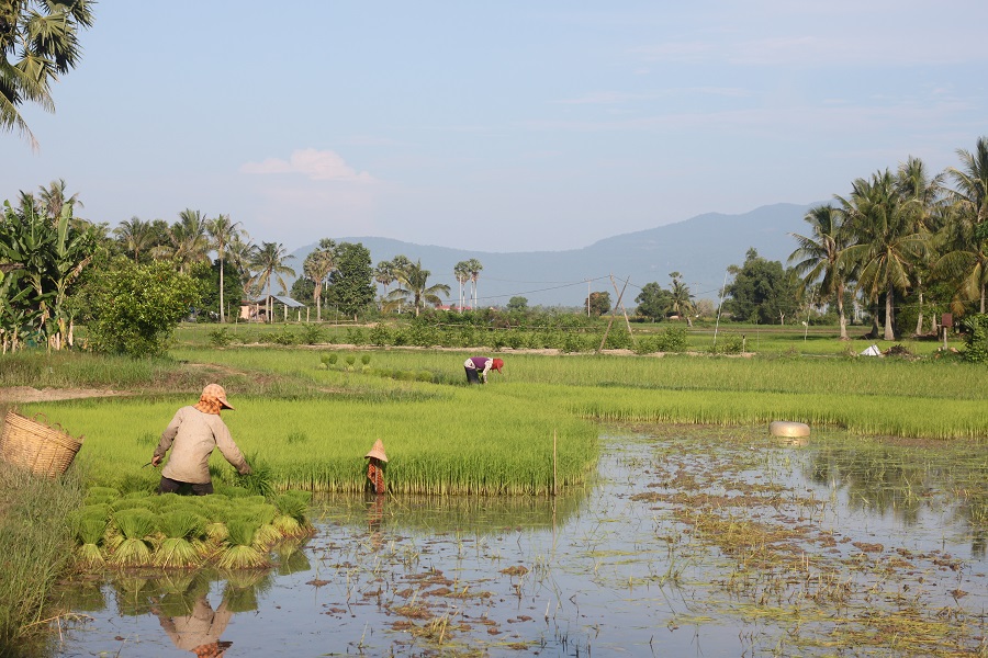 A women farm the rice with the beautiful countryside and mountain background.