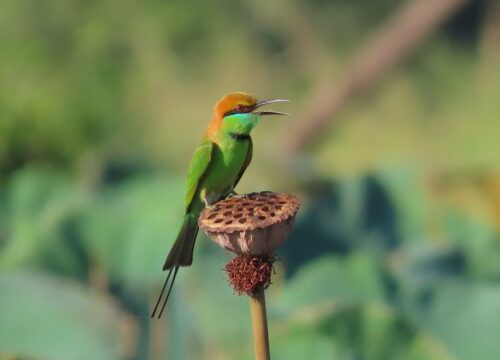 Birding Bonanza: A Day Trip Around Phnom Penh’s Avian Wonders