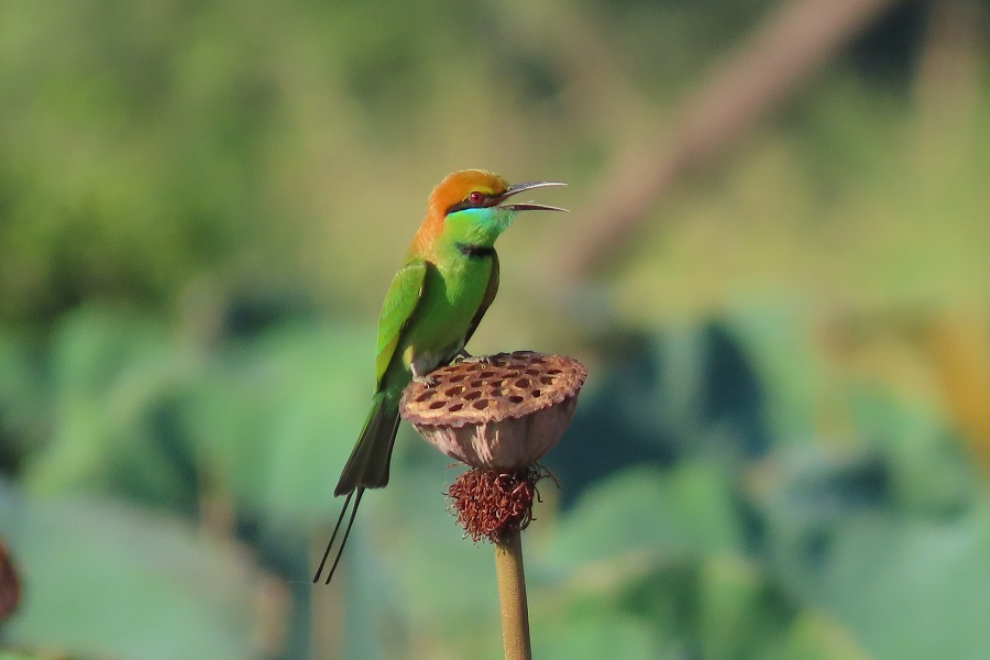 This is the Greet Bee Eater bird in Cambodia.