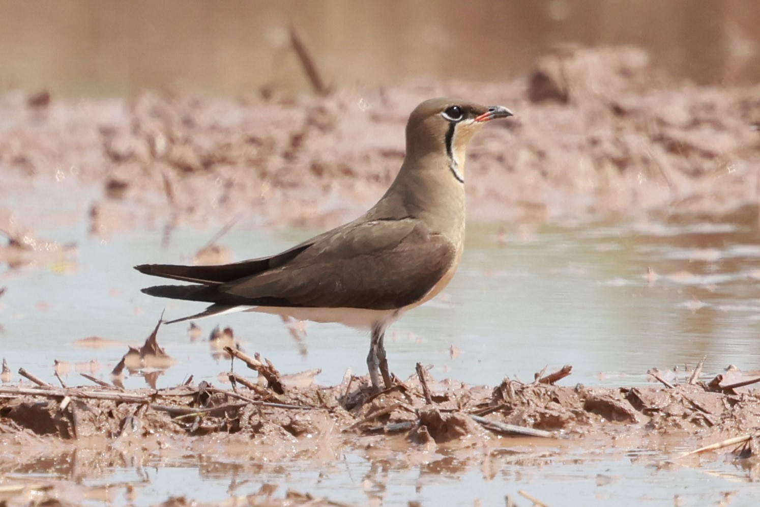 Explore different bird species in Cambodia’s forests, including this beautiful grey bird.