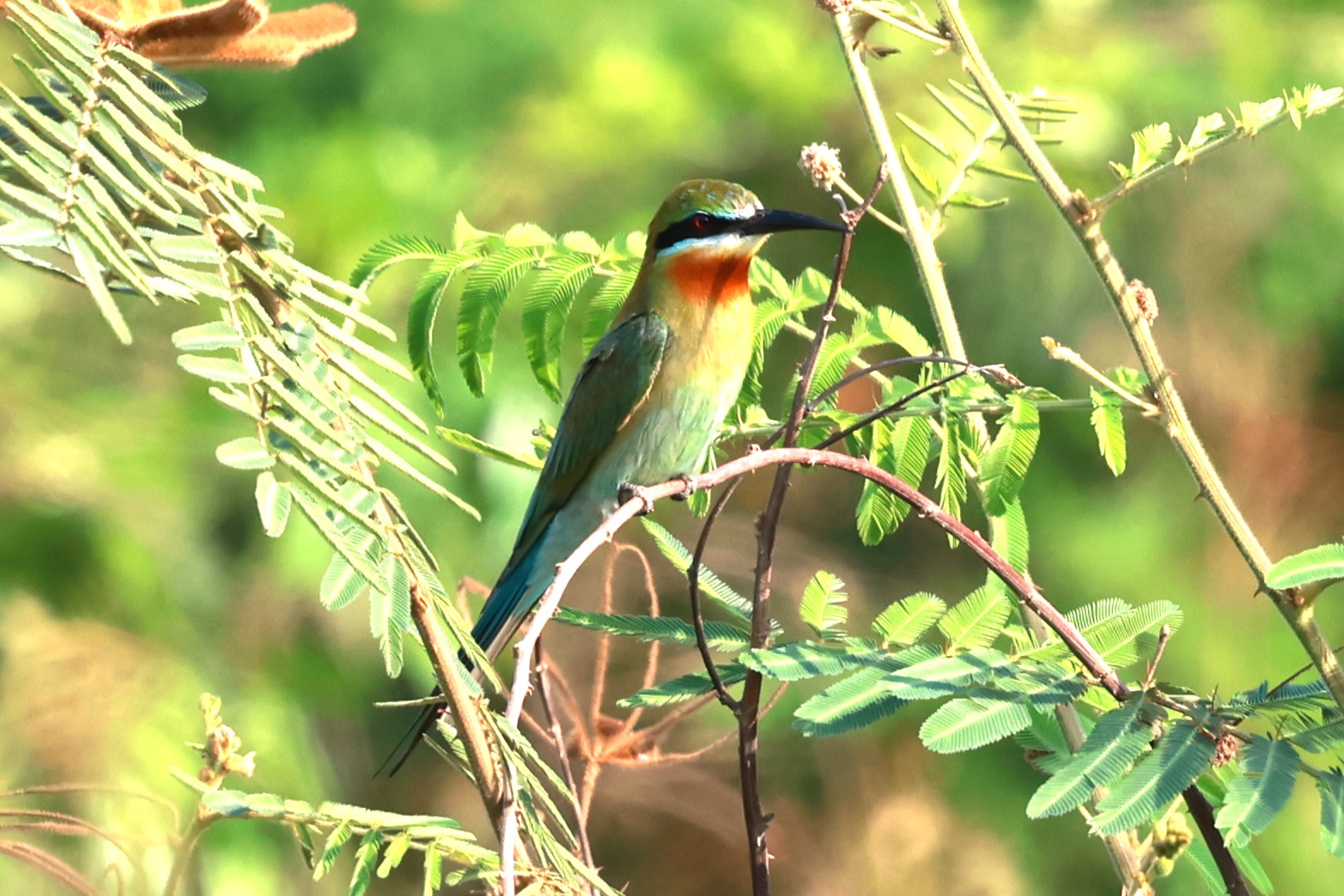 Explore different bird species in Cambodia’s forests, including this beautiful green ombre bird.