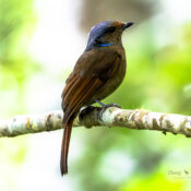 Explore different bird species in Cambodia’s forests, including this beautiful purple head and long brown tail bird.