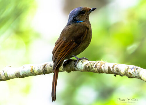 Birding Gems of Aural Mountain