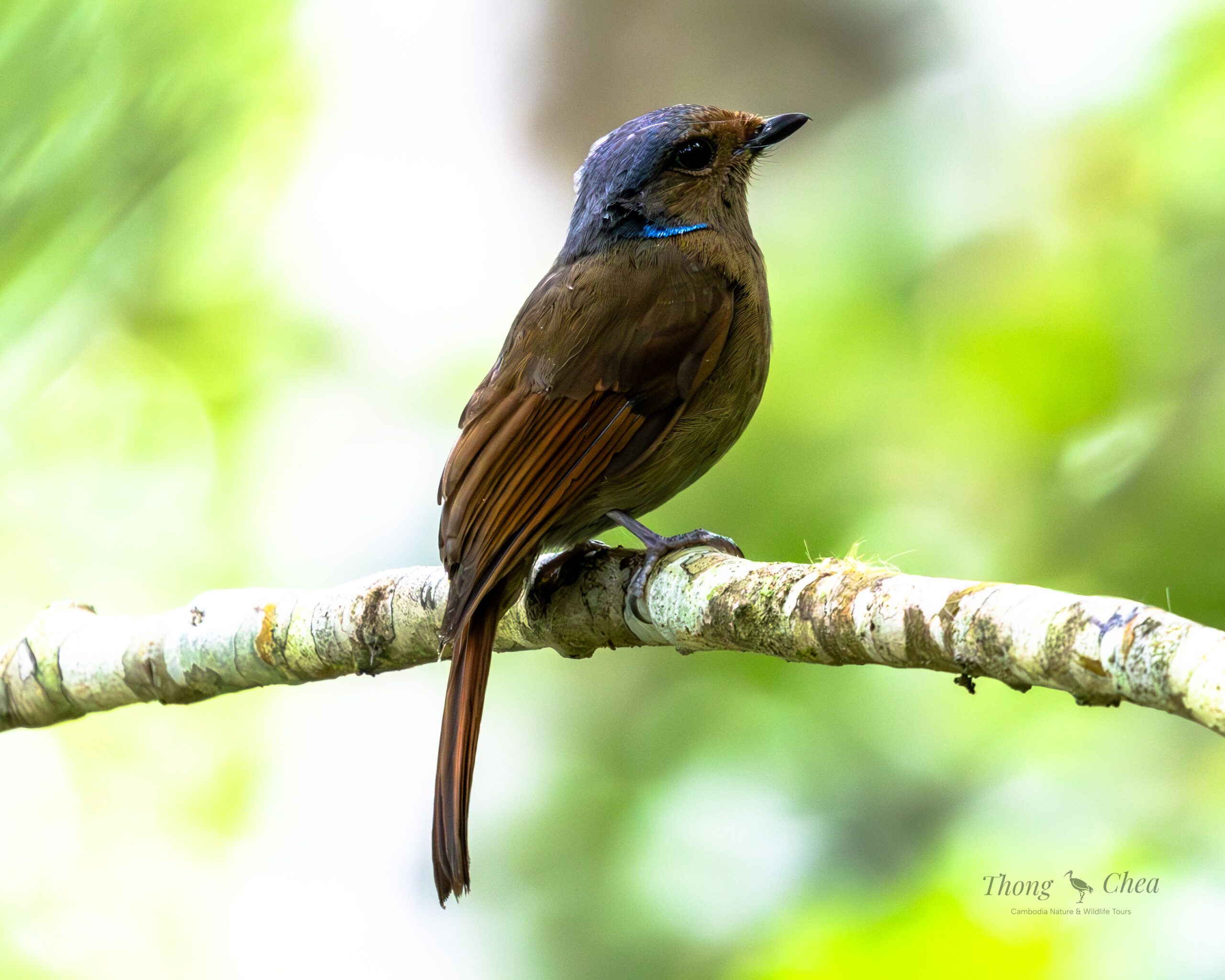 Explore different bird species in Cambodia’s forests, including this beautiful purple head and long brown tail bird.