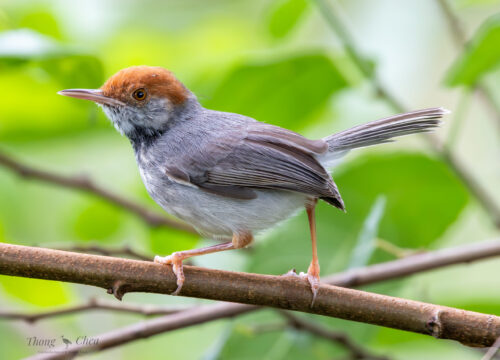 Phnom Penh Birding Experience