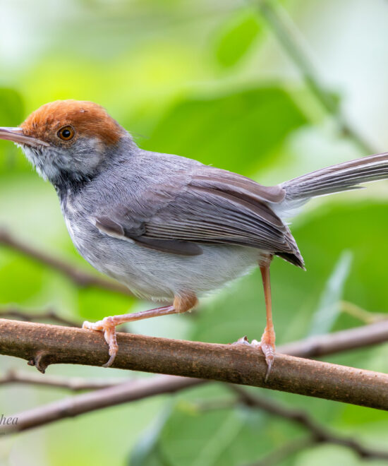 Phnom Penh Birding Experience