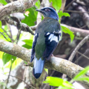Explore different bird species in Cambodia’s forests, including this beautiful green Crochao.