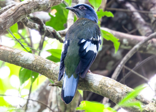 Aural Mountain Birding Report (2024–2025)