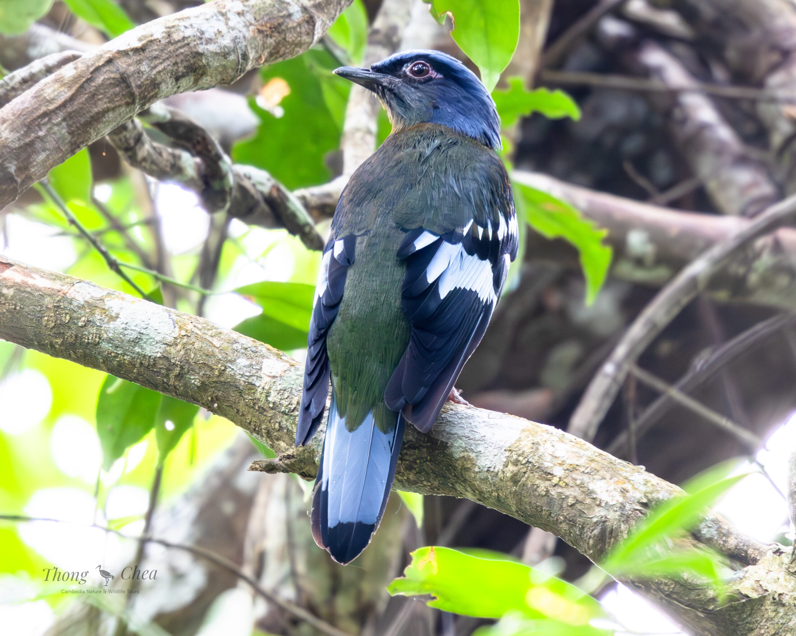 Explore different bird species in Cambodia’s forests, including this beautiful green Crochao.