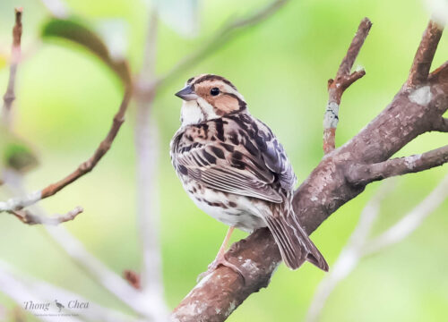 A Rare Sighting: Little Bunting Discovered in the Cardamom Mountains