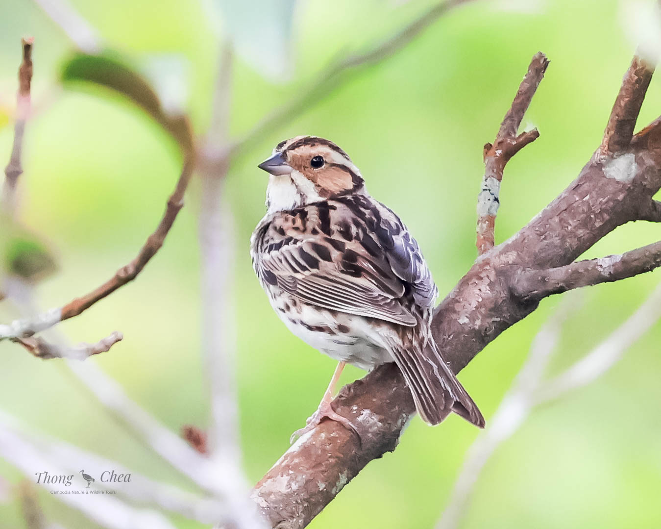 Explore different bird species in Cambodia’s forests, including this beautiful little bunting.