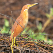 Explore different bird species in Cambodia’s forests, including this beautiful rare brown bird.
