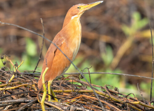 Bird List in Phnom Penh By Vana Adventure Travel, 2025