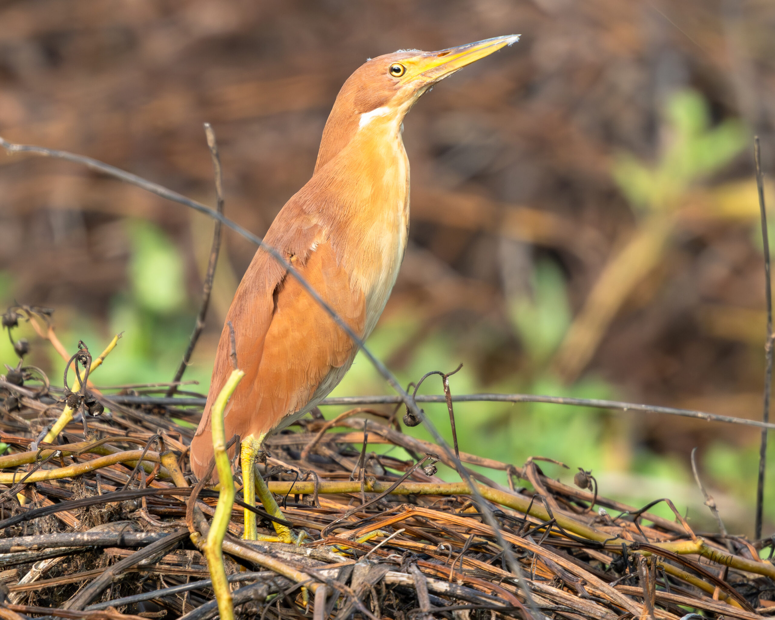 Explore different bird species in Cambodia’s forests, including this beautiful rare brown bird.