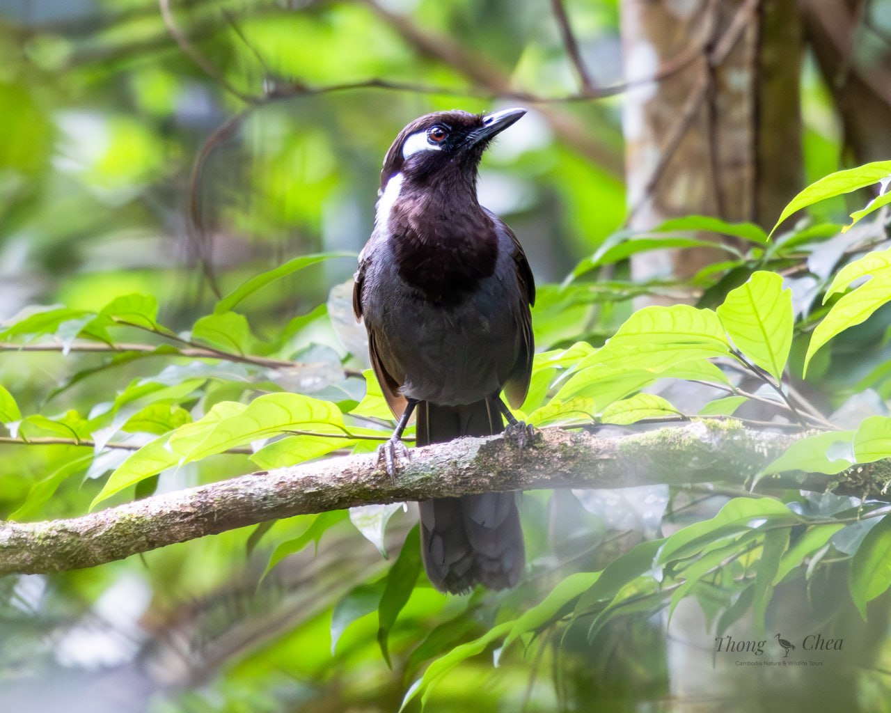 Join our Aural mountain trekking journey to explore Laughingthrush in Cambodia.