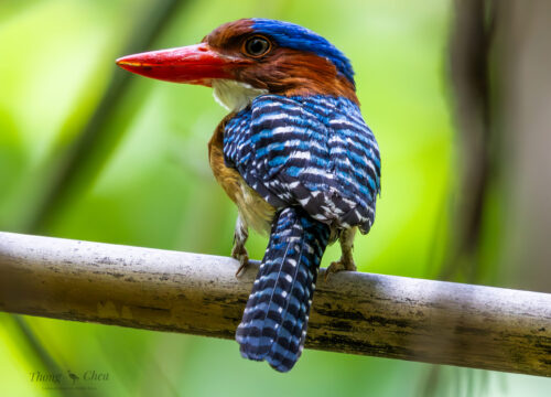 Beyond Birding & Nature Discovery at Aural Mountain | September 2025
