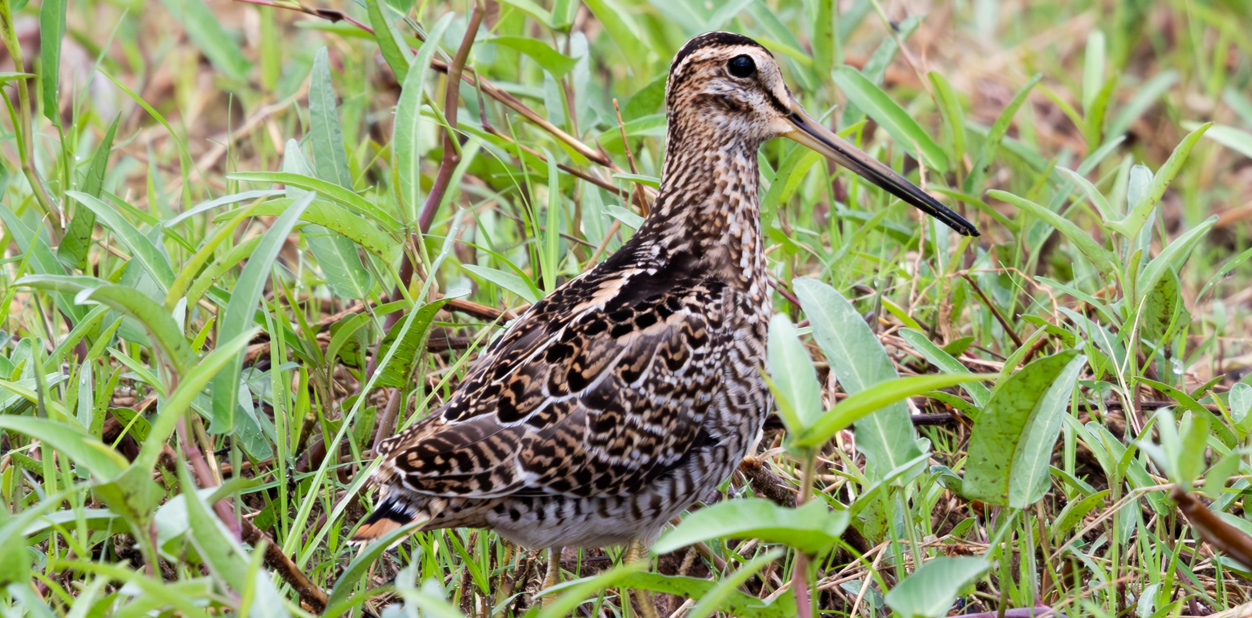 Birding Tour
